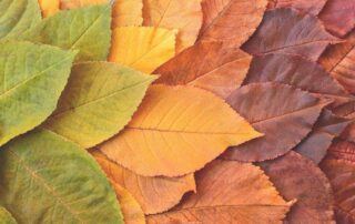 I-140 Successor in Interest