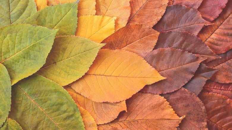 I-140 Successor in Interest